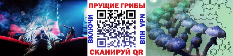 Псилоцибиновые грибы Psilocybe  продажа наркотиков  Новохопёрск 